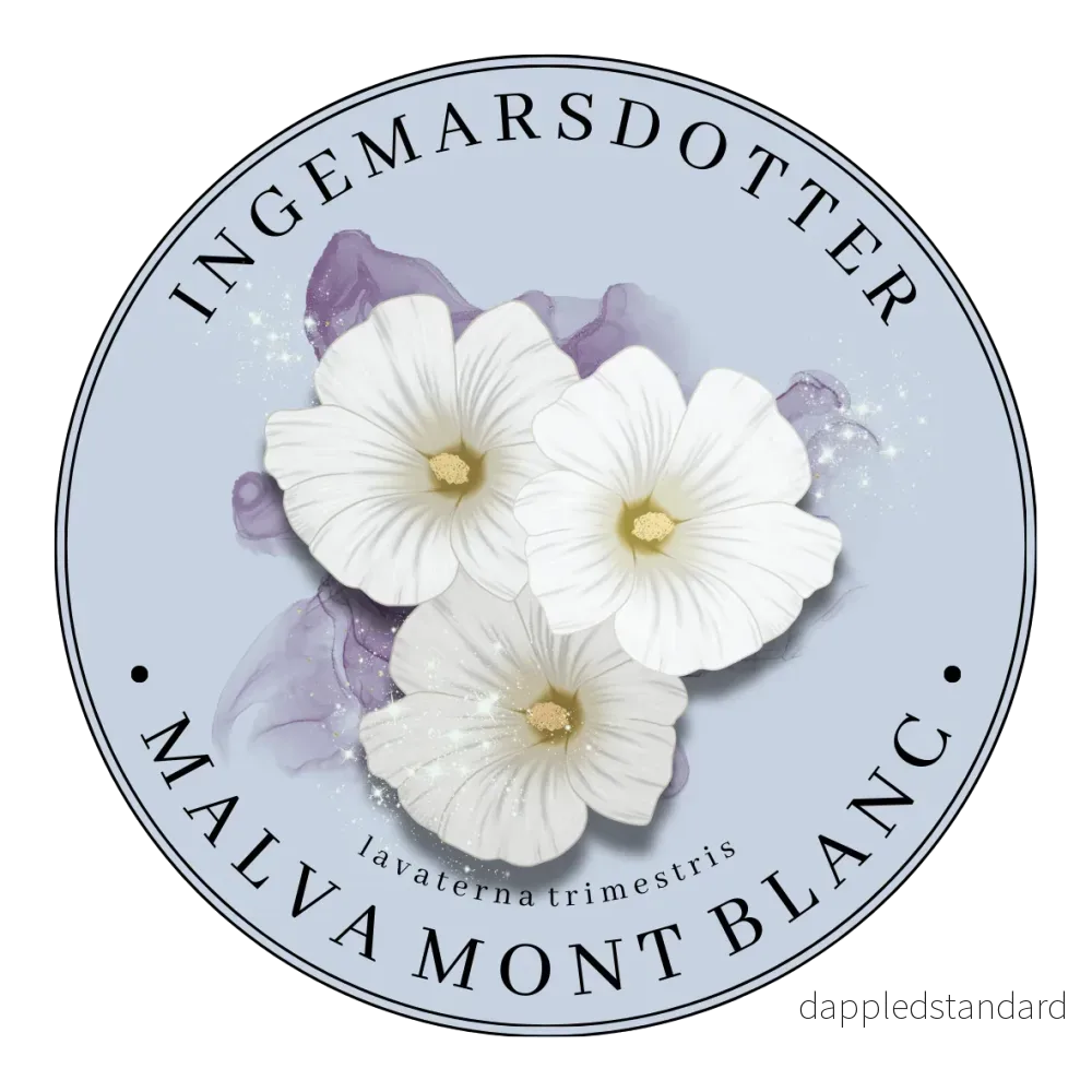 Sommarmalva Mont Blanc