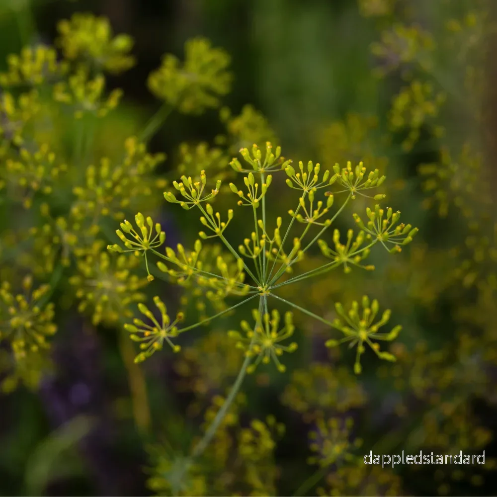 Dill
