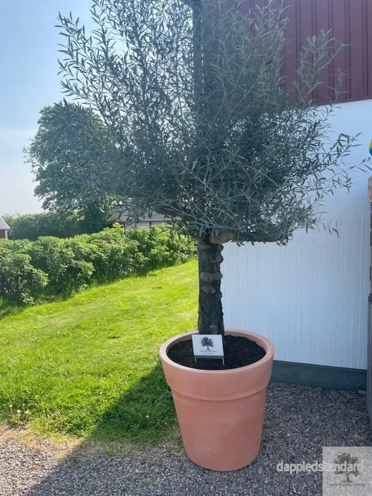 Plantering Medium – Medelhavsjord/pinjebark - Bild 2