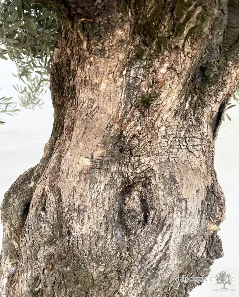 Olivträd 150 år - 340 cm höjd - 120 cm stam - 150 cm krona - Bild 2