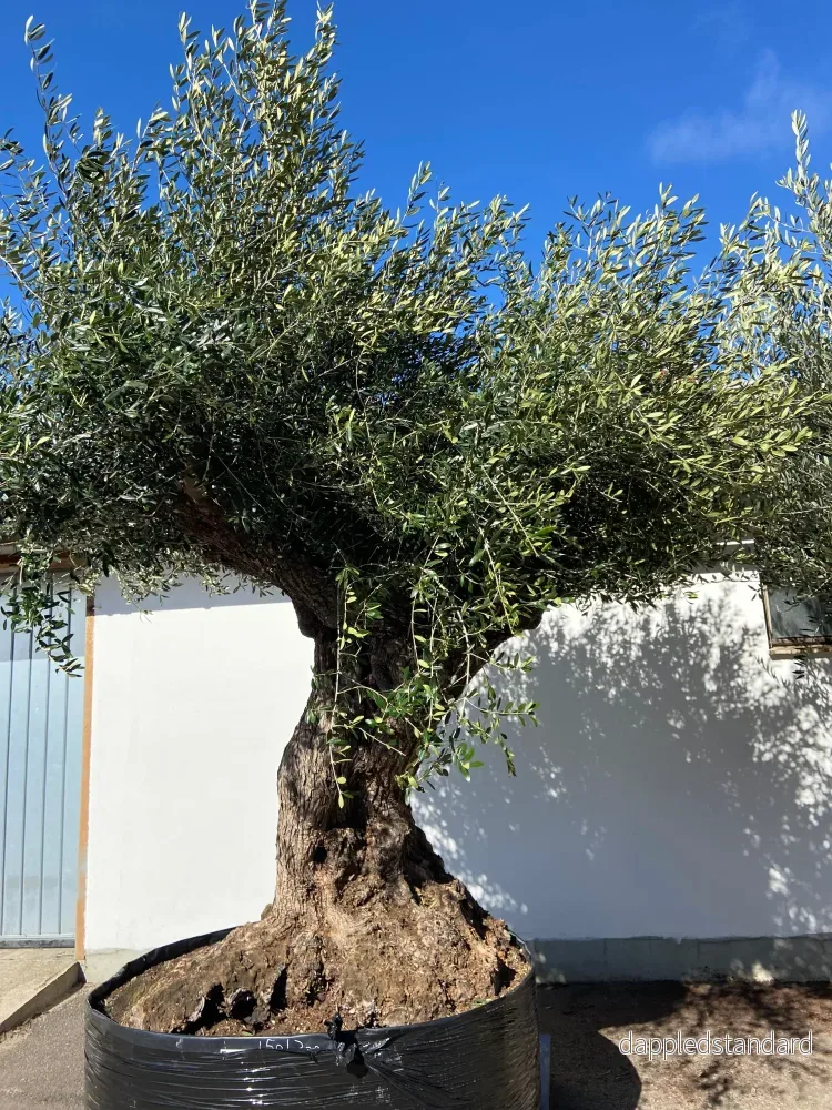 Olivträd Olea Europaea #2305 - Bild 2