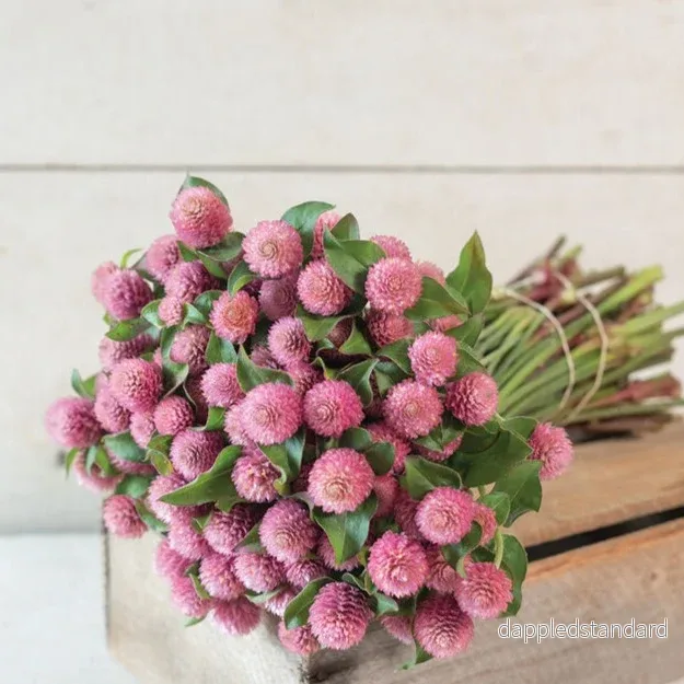 Klotamarant ´Raspberry Cream´ Klotamarant ´Raspberry Cream´