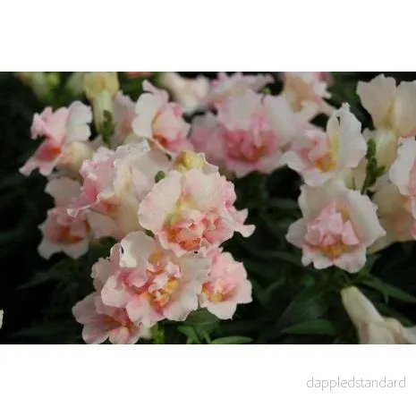 Lejongap ´Twinny Appleblossom´ Lejongap ´Twinny Appleblossom´