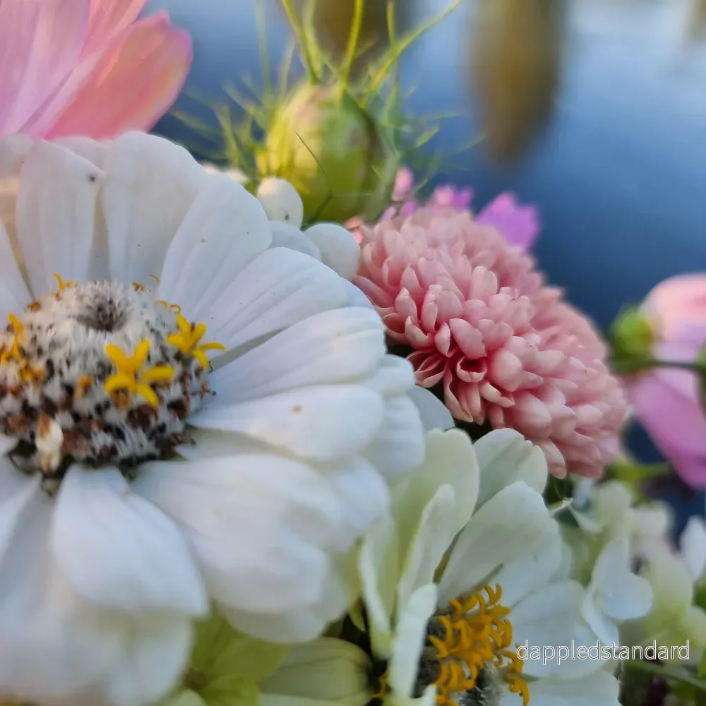 Zinnia Polar Bear (storpack) - Bild 2
