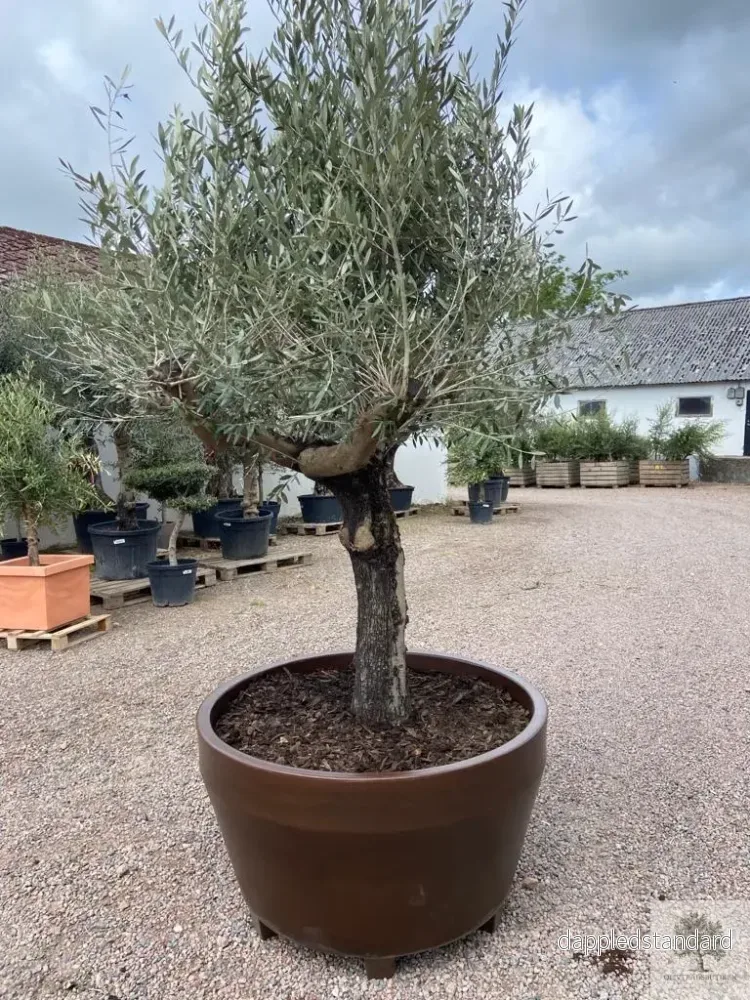 Plantering Medium – Medelhavsjord/pinjebark - Bild 3