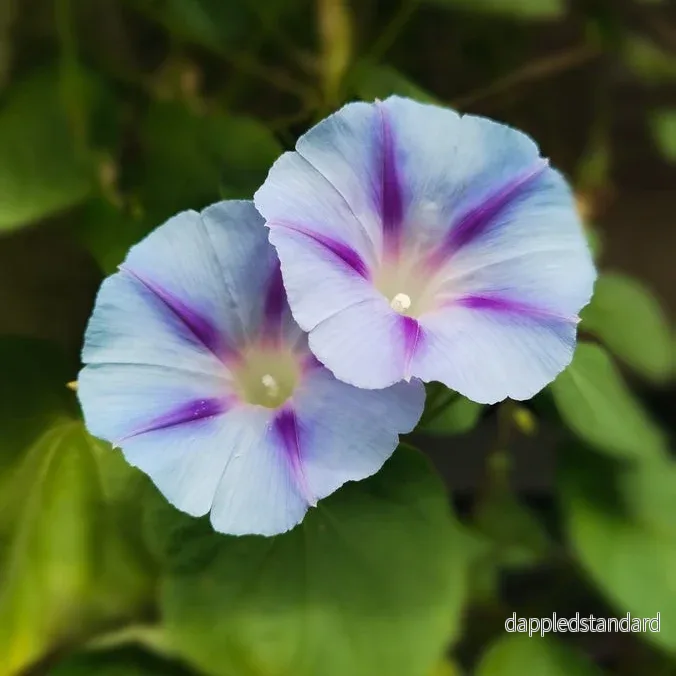 Purpurvinda ´Blue Star´ Purpurvinda ´Blue Star´