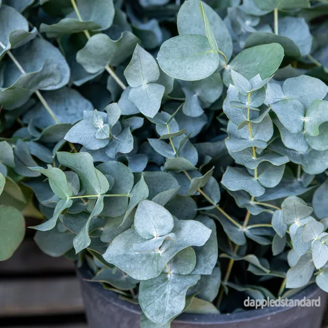 Eukalyptus ´Baby Blue´ Eukalyptus ´Baby Blue´