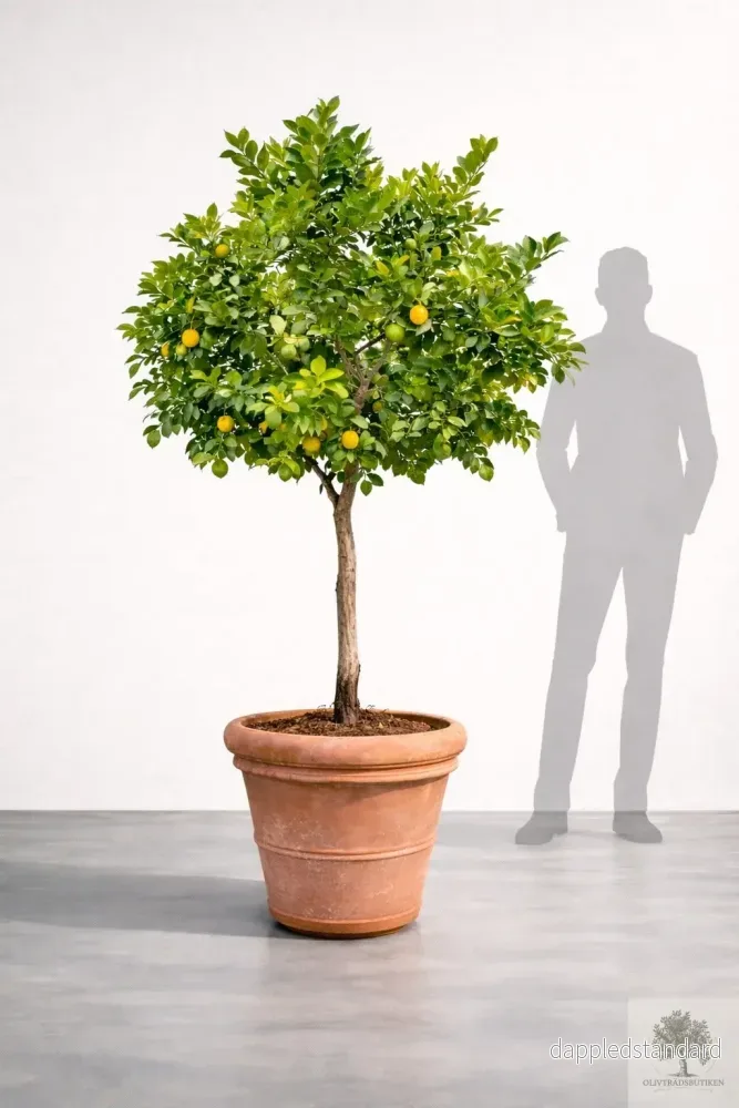 Citronträd – 20 år – 200 cm höjd