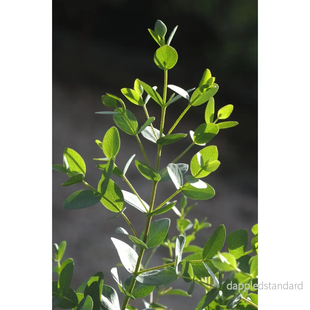 Eukalyptus ´Boxwood´ Eukalyptus ´Boxwood´