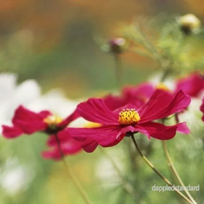 Rosenskära ´Gazebo Red´