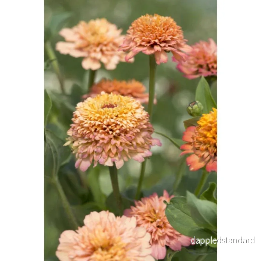 Zinnia ´Cresto! Peachy Pink´ Zinnia ´Cresto! Peachy Pink´