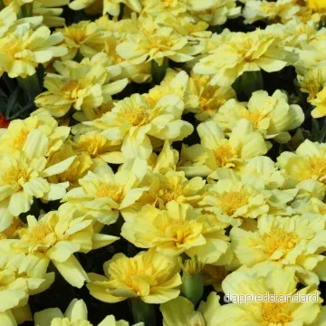 Sammetstagetes ´Alumia Vanilla Cream´ - Bild 2