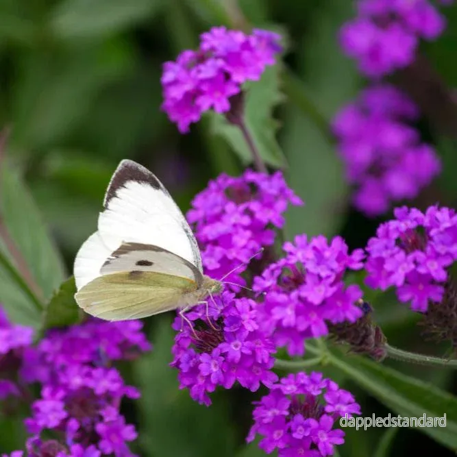 Violverbena