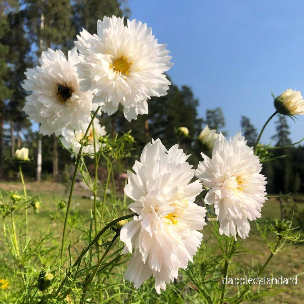 Rosenskära ´Double Click Snowpuff´ - Bild 2