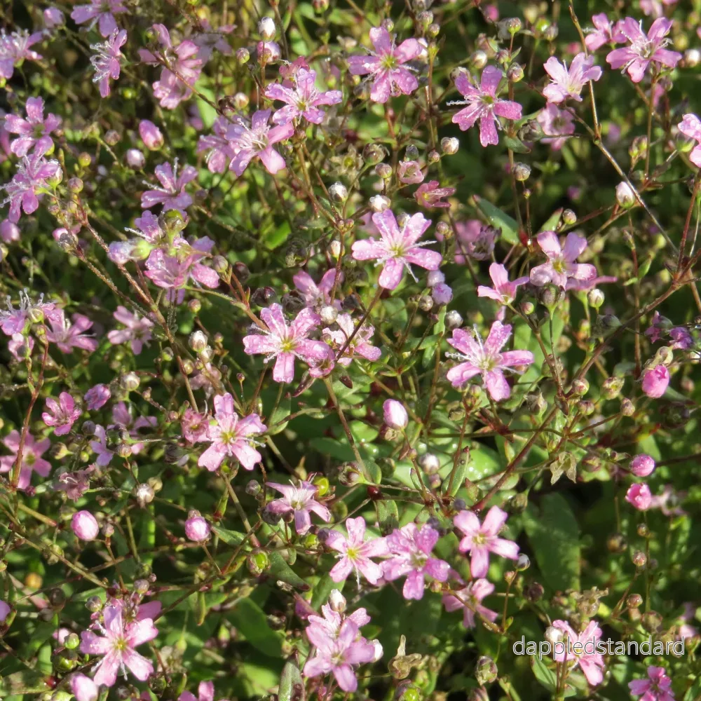 Sommarslöja ´Rosea´