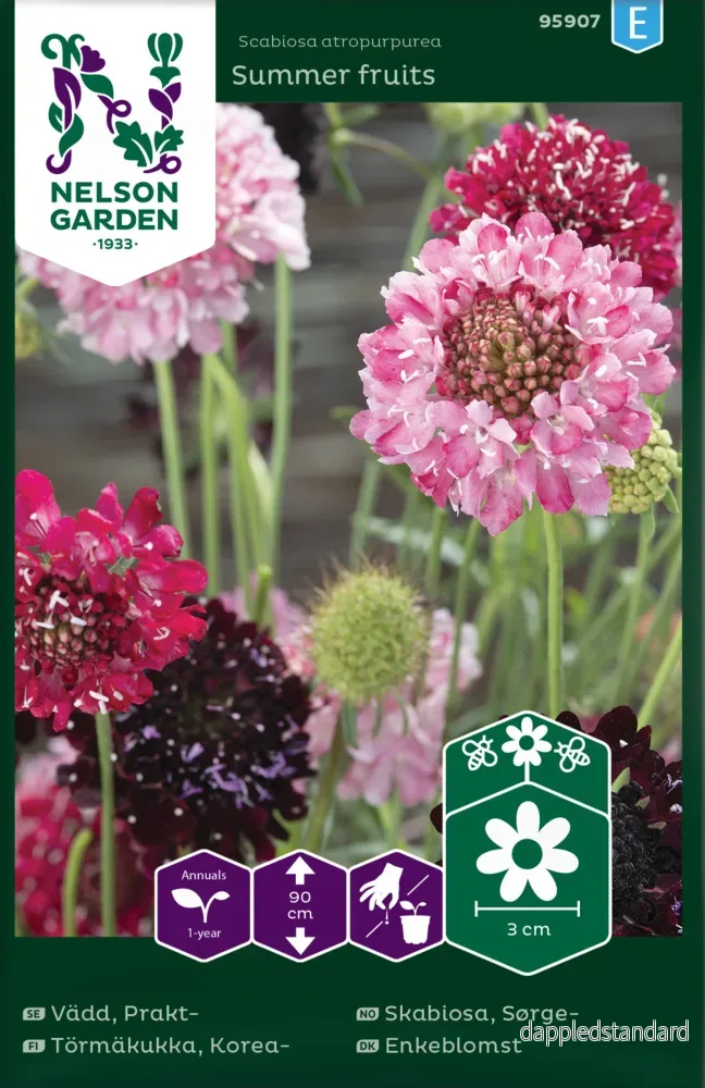 Praktvädd, Summer fruits Praktvädd, Summer fruits
