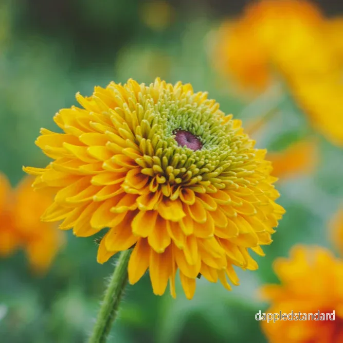 Sommarrudbeckia ´Maya’ Sommarrudbeckia ´Maya’