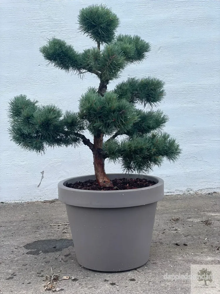 Pinus Silvestris Watereri – Bonsai molnklippt 150 cm