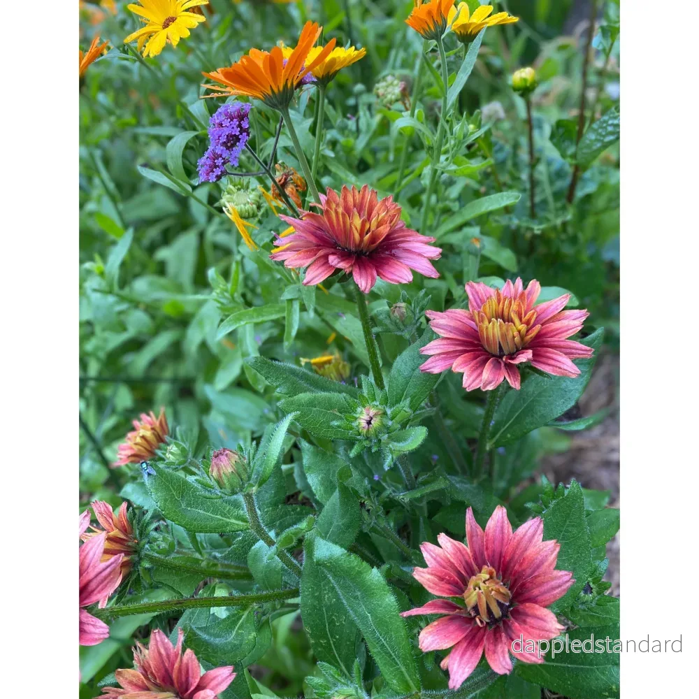 Sommarrudbeckia ´Sahara’ - Bild 2
