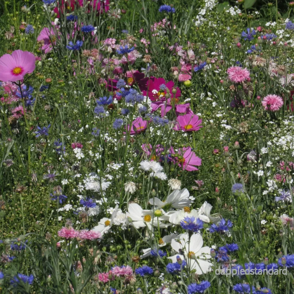 Blomsterblandning Pastelltoner Blomsterblandning Pastelltoner