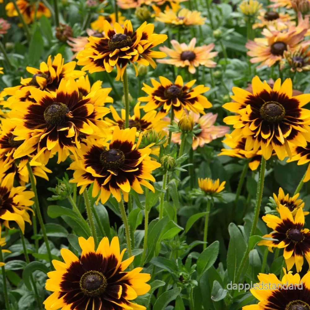 Sommarrudbeckia ´Solar Eclipse’ Sommarrudbeckia ´Solar Eclipse’