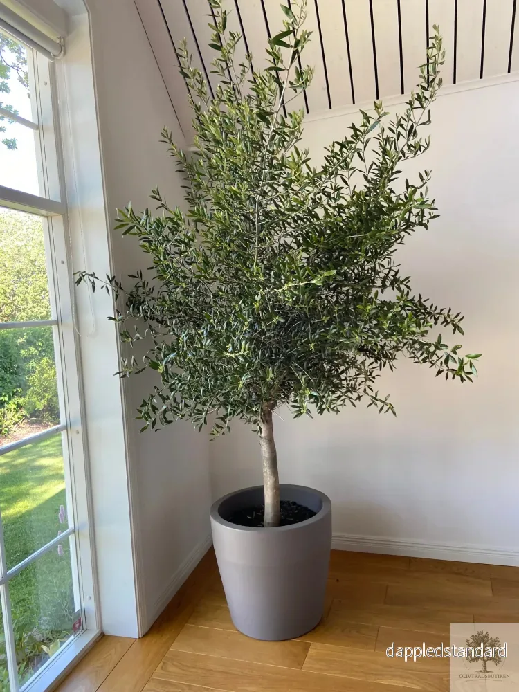 Olivträd 8 år - 200 cm höjd - 20 cm stam - 70 cm krona - Bild 2