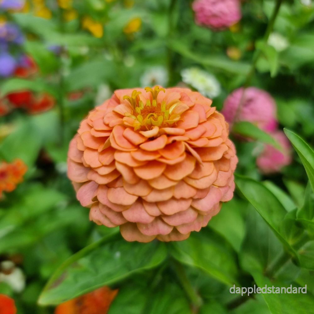Zinnia Oklahoma Salmon - Bild 2
