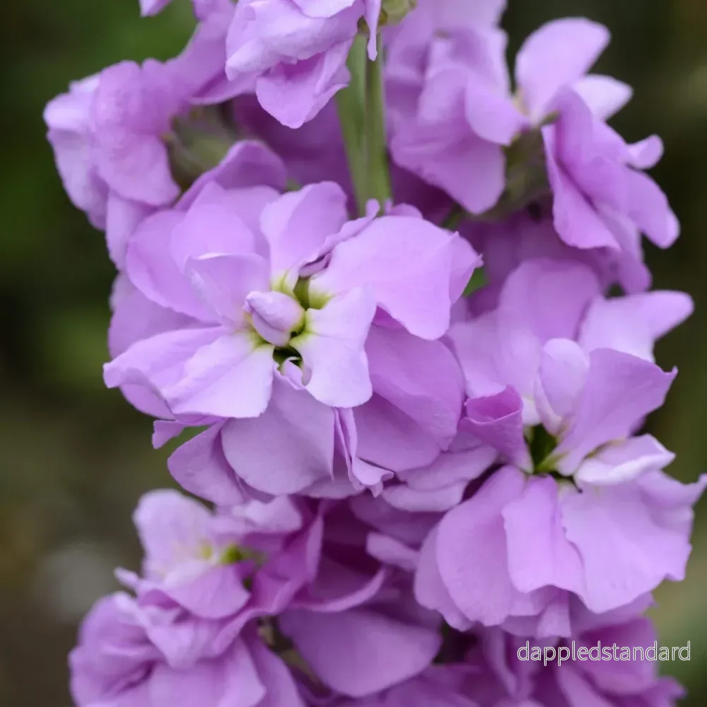 Lövkoja ´Column Lilac Lavender´