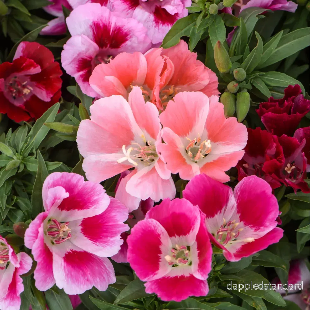 Atlasblomma ´Fruit Punch Mix´ Atlasblomma ´Fruit Punch Mix´