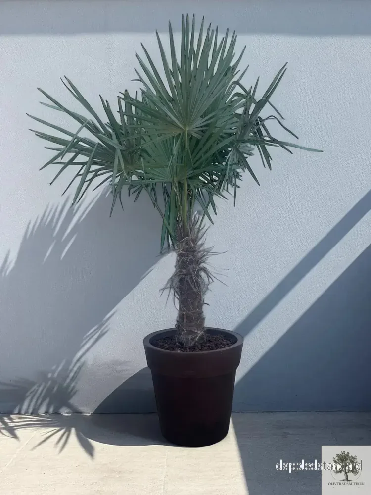 Väderkvarnspalm - Trachyarpus Fortunei - 230 cm - Bild 2