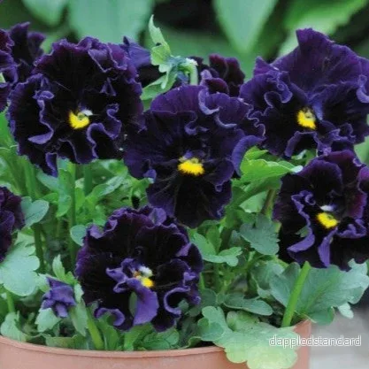 Pensé ´Frou Frou Deep Violet´