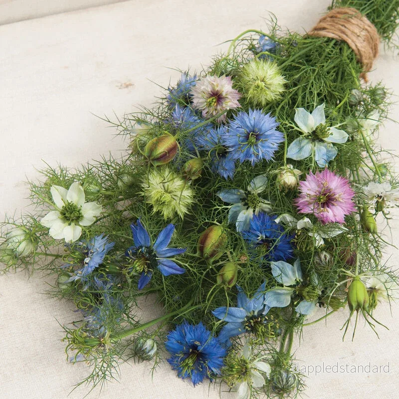 Jungfrun i det gröna ´Love in a Mist Mix´