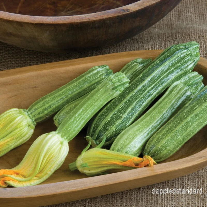 Sommarsquash ´Costata Romanesco´