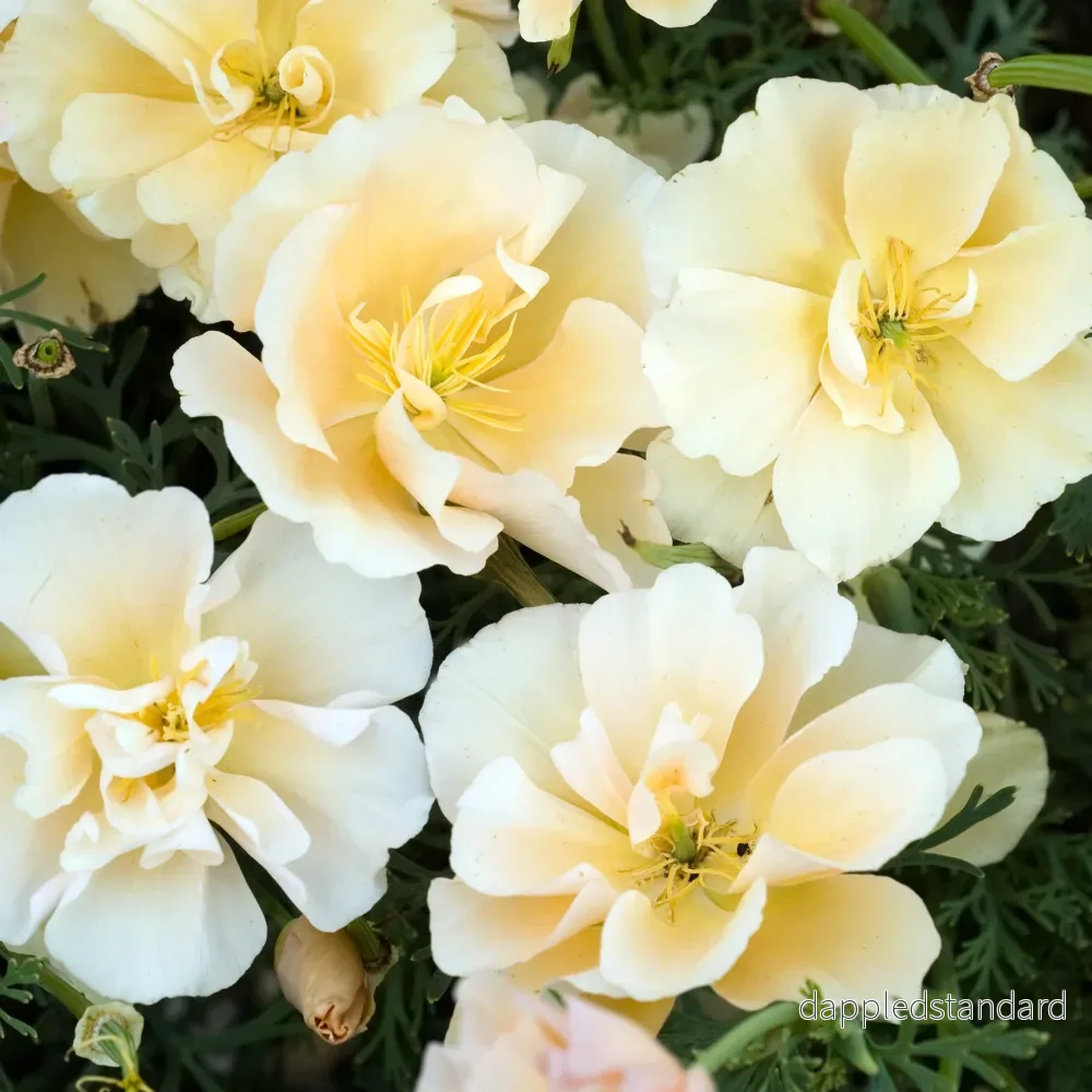 Sömntuta ´Peach Sorbet´