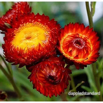 Jätteeternell ´Fireball´ Jätteeternell ´Fireball´