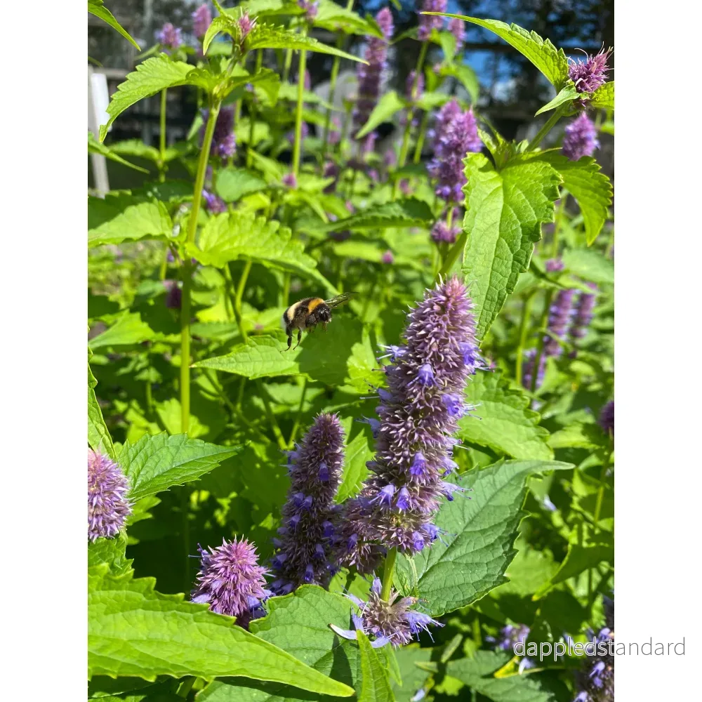 Koreansk anisisop ´Liquorice Blue´ - Bild 2