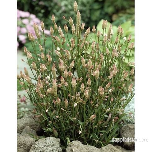 Axcelosia ´Xantippe´ - Bild 2