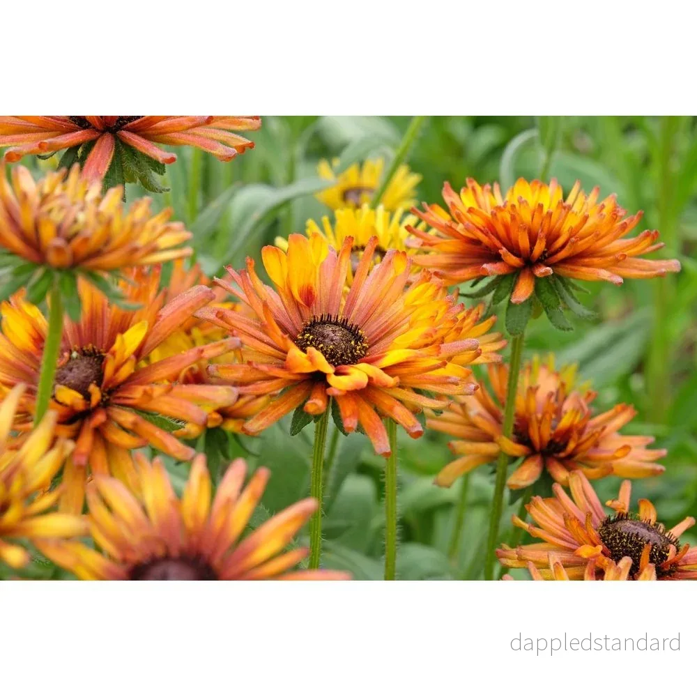 Sommarrudbeckia ´Chim Chiminee’ - Bild 2