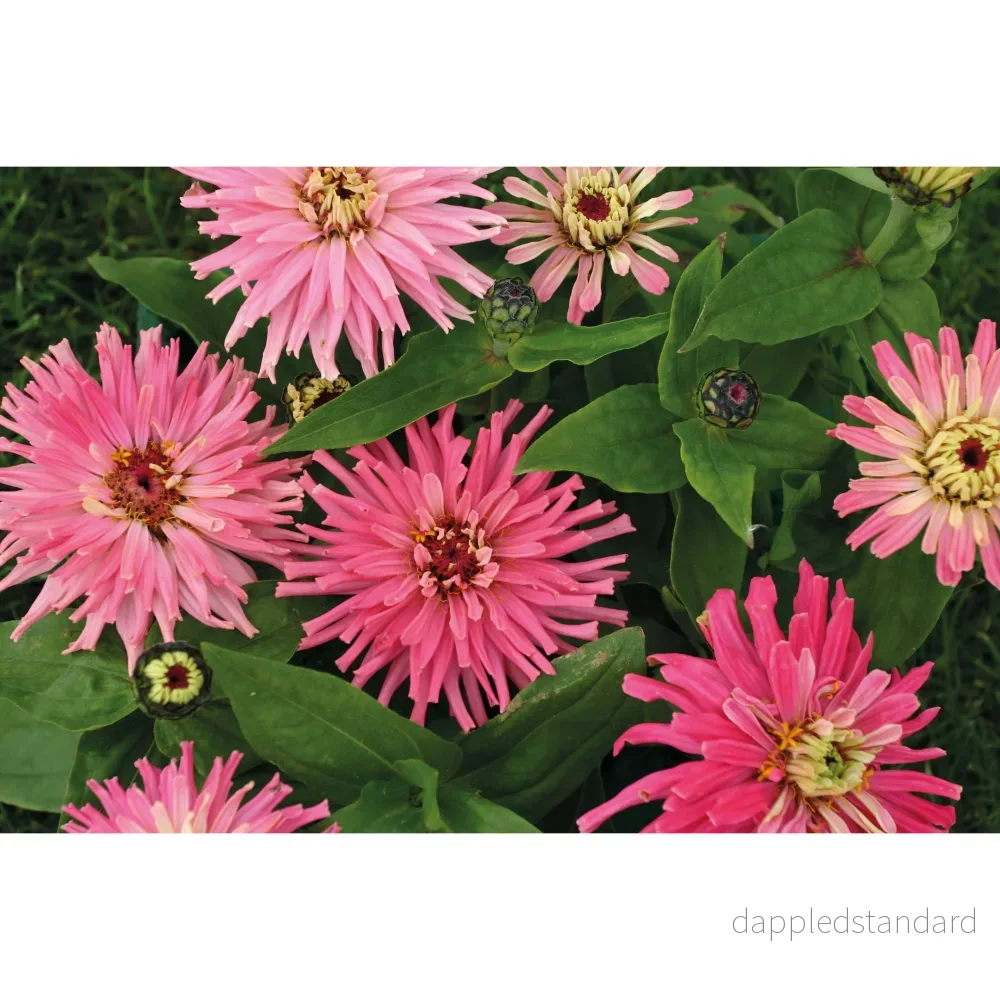 Zinnia ´Pinca´ - Bild 2