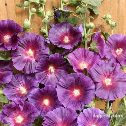 Stockros ´Halo Lavender´