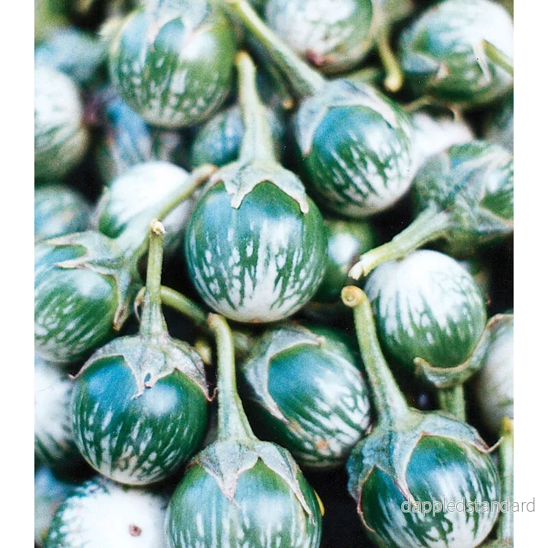 Aubergine ´Petch Siam´ F1 Aubergine ´Petch Siam´ F1