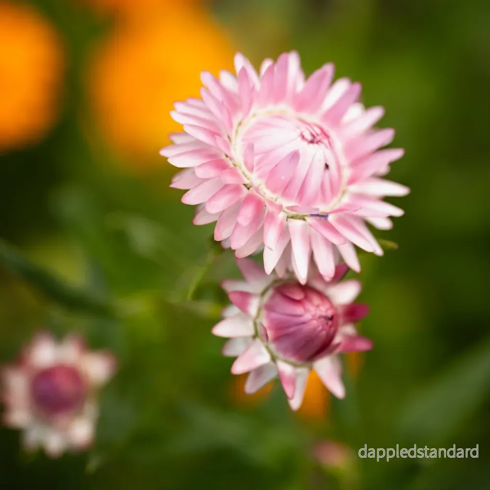 Jätteeternell ´Silvery Rose´ Jätteeternell ´Silvery Rose´