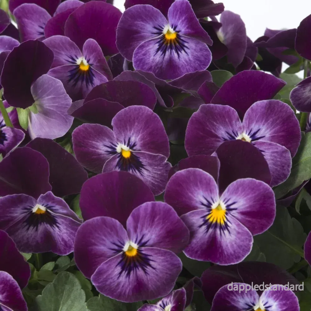 Bukettviol ´Floral Power Raspberry´ Bukettviol ´Floral Power Raspberry´
