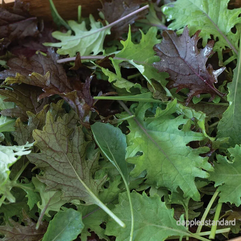 Småbladsmix Kål ´Kalebration Mix´