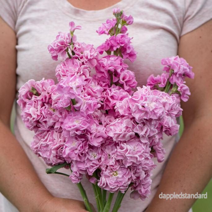 Lövkoja ´Iron Pink´ Lövkoja ´Iron Pink´