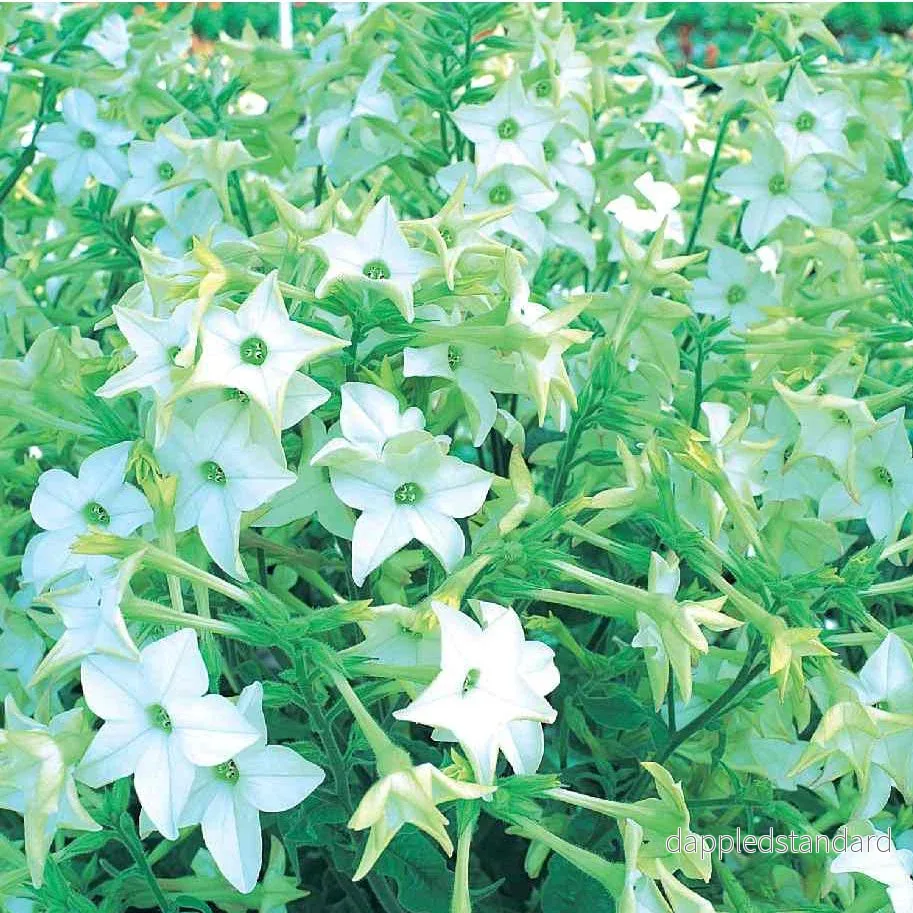 Blomstertobak ´Perfume White´