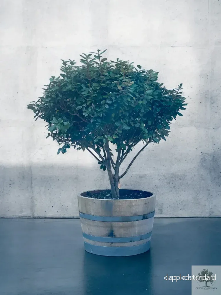 Silverbuske - Elaeagnus Ebbingei - Flerstammig 175 cm - Bild 2