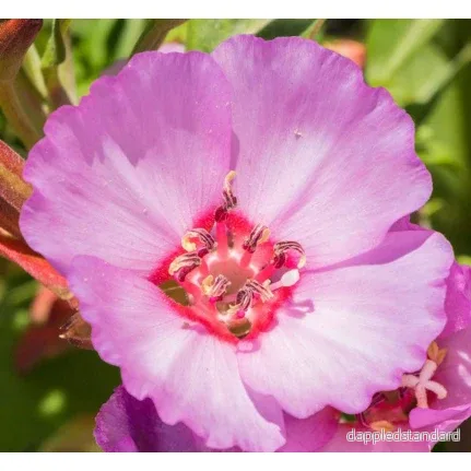 Atlasblomma ´Pink Buttercups´ Atlasblomma ´Pink Buttercups´