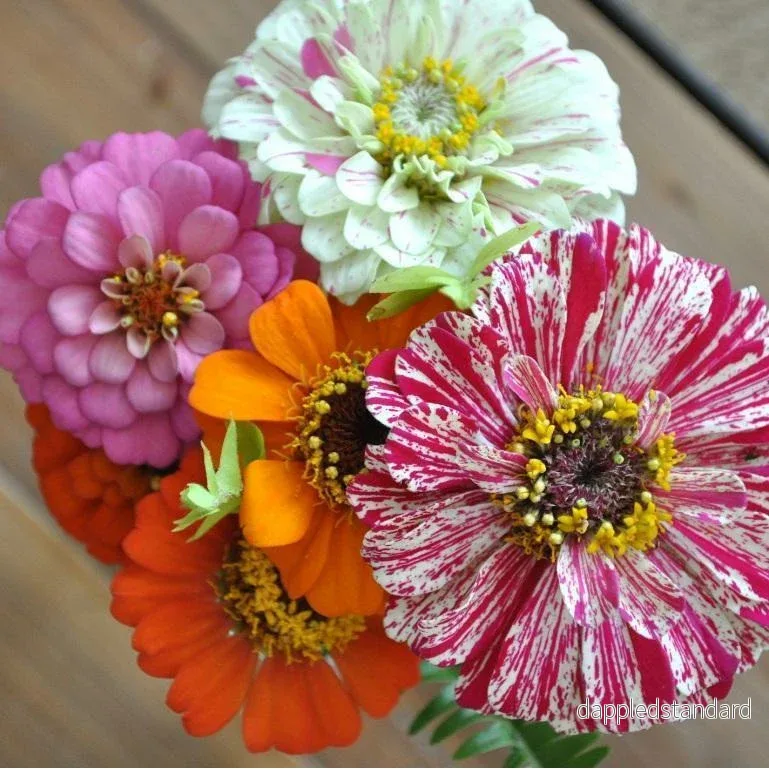 Zinnia ´Thumbelina Mix´ Zinnia ´Thumbelina Mix´