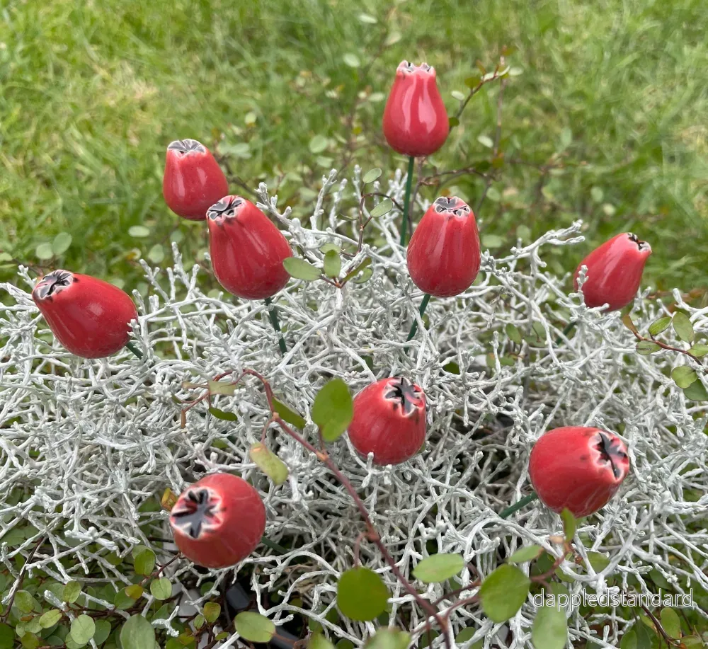 Nypon - Bild 3